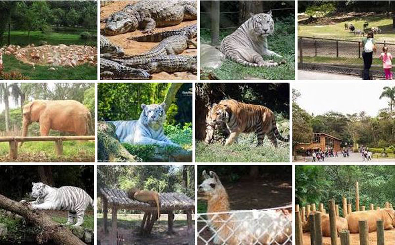 Zoológico de São Paulo Fotos Zoológico de São Paulo Fotos